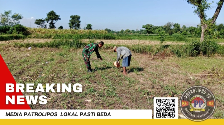 Koramil Tegalsiwalan Berkomitmen Pada Program Ketahanan Pangan Melalui Patroli Dan Komsos