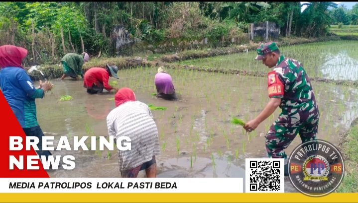 Dampingi Petani, Koramil Maron Dukung Gerakan Antisipasi Darurat Pangan Nasional