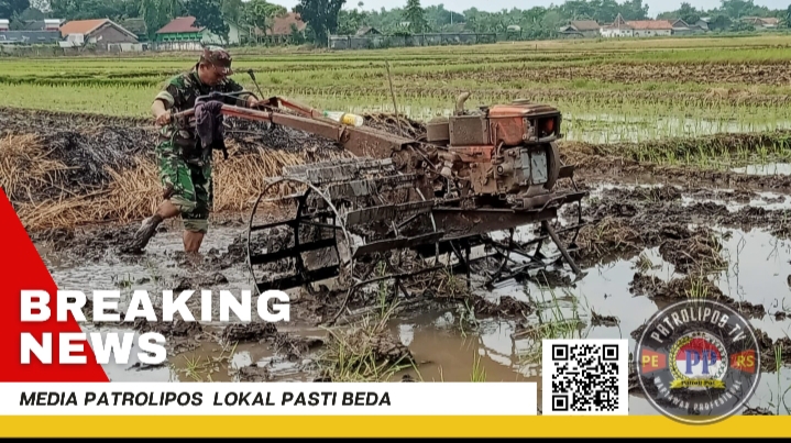 Koramil 0820/15 Pajarakan Turun Tangan Dalam Mendukung Gerakan Antisipasi Darurat Pangan Nasional