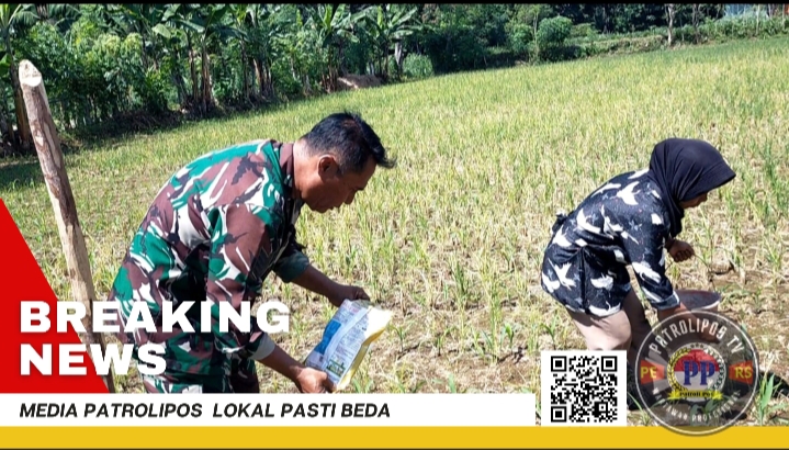 Gerakan Antisipasi Darurat Pangan Nasional Koramil 0820/10 Kuripan  Dampingi Petani