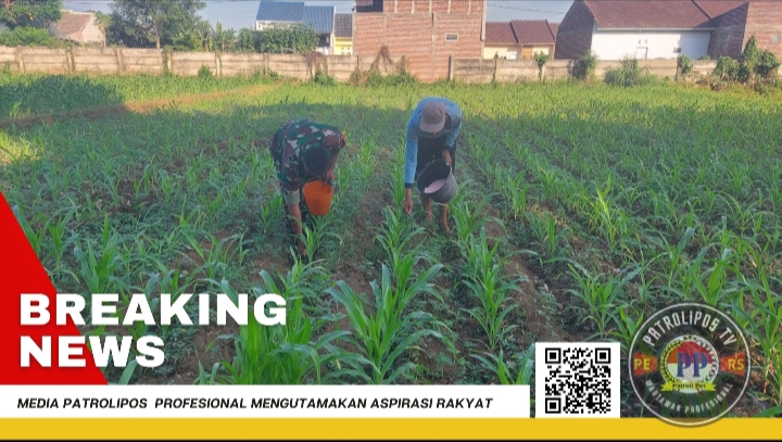 Gerakan Antisipasi Darurat Pangan Nasional Koramil 0820/02 Wonoasih Dampingi Petani