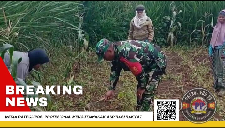 Gerakan Antisipasi Darurat Pangan Nasional Koramil 0820/25 Krucil Dampingi Petani Desa Binaan