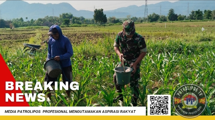 Dukung Gerakan Antisipasi Darurat Pangan Nasional, Koramil Kotaanyar Dampingi Petani Wilayah Binaan