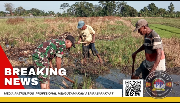 Gerakan Antisipasi Darurat Pangan Nasional, Koramil Pajarakan Dampingi Petani  