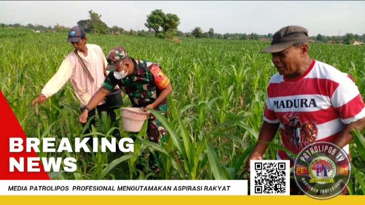 Dalam Rangka Gerakan Antisipasi Darurat Pangan Nasional, Koramil 0820/18 Kotaanyar Dampingi Petani
