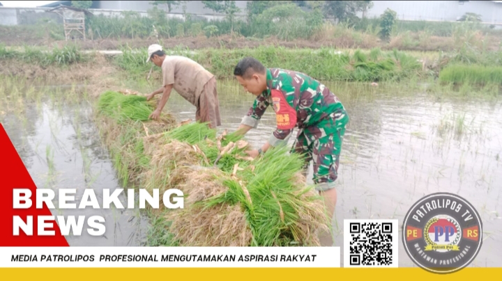 Sukseskan Gerakan Antisipasi Darurat Pangan Nasional, Koramil Paiton Dampingi Petani Wilayah Binaan