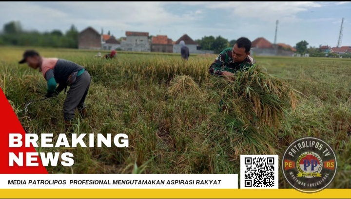 Dukung Gerakan Antisipasi Darurat Pangan Nasional, Koramil Pajarakan Dampingi Petani Wilayah Binaan
