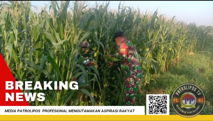 Dukung Gerakan Antisipasi Darurat Pangan Nasional, Koramil Kotaanyar Dampingi Petani Wilayah Binaan