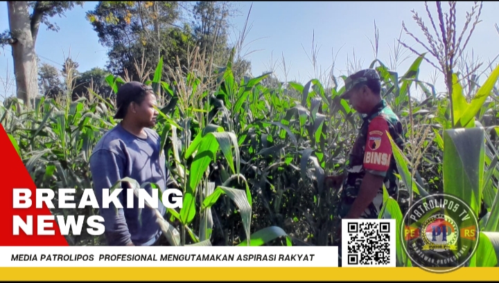 Dukung Gerakan Antisipasi Darurat Pangan Nasional, Koramil Kotaanyar Dampingi Petani Wilayah Binaan