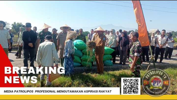 Kodim 0820/Probolinggo Support Dan Dukung Gerakan Tanam Padi Biofortifikasi