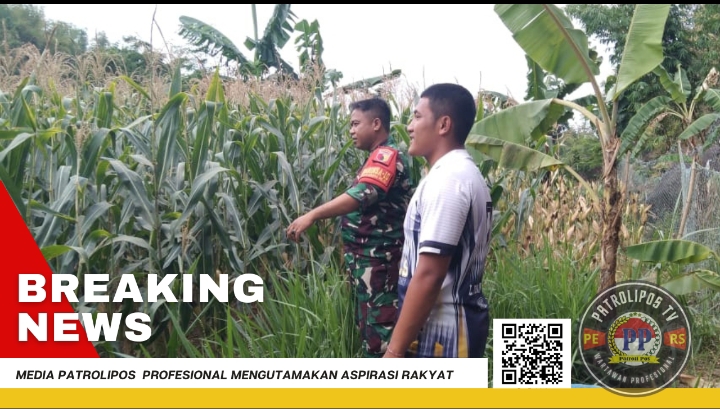 Sukseskan Gerakan Antisipasi Darurat Pangan Nasional, Koramil Kuripan Pantau Lahan Pertanian Jagung