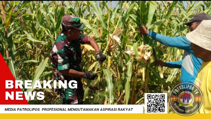 Dukung Gerakan Antisipasi Darurat Pangan Nasional, Koramil Kotaanyar Dampingi Kegiatan Panen Jagung 